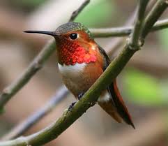 allen hummingbird