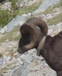 Big 1