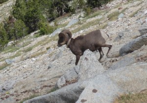 Big sheep 1