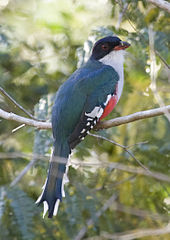 cuban trogon