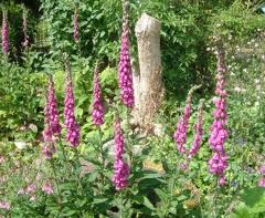 Foxglove field