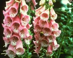 Foxglove last 2