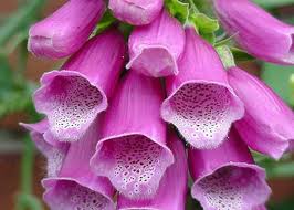 Foxglove last 3