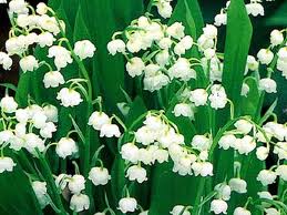 Foxglove lily of valley