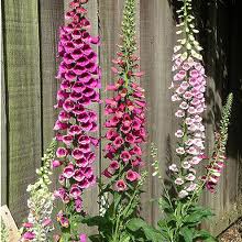 Foxglove on fence