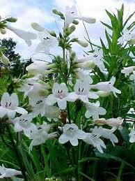 Foxglove penstemon