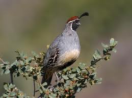 gambel quail