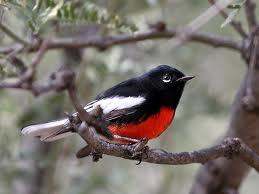 painted red start