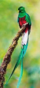 resplendent quetzal