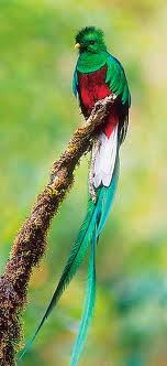 resplendent quetzal