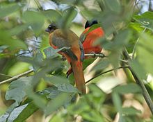 scarlet rumped trogons