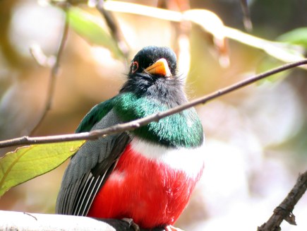 trogon 1