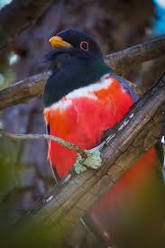 trogon 2