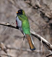 trogon copper tail
