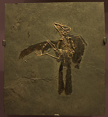 trogon fossil