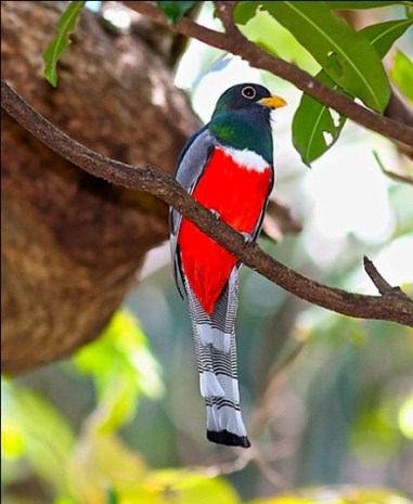 trogon male full front