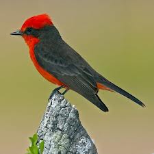 vermillion flycatcher