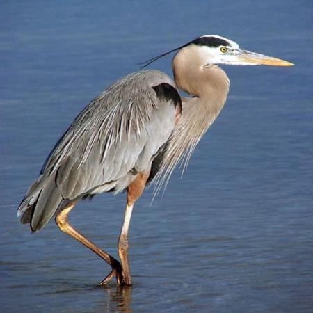 wbc_Great_Blue_Heron_600_0