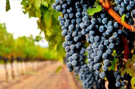 Wine grapes