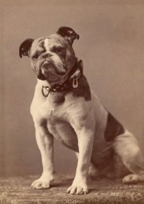 Yale Mascot