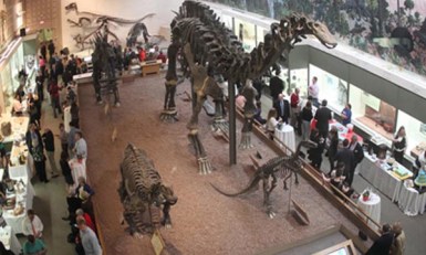 Yale Peobody dynasaur