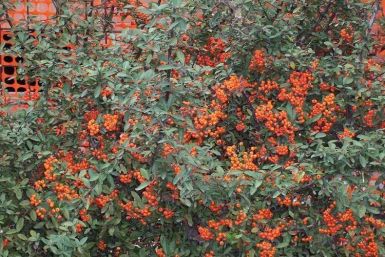 Pyracantha coccinea