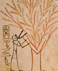 tree in egypt