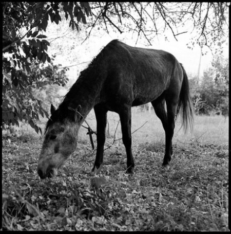 Band horse
