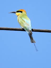 bee eater 1