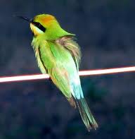 bee eater 2