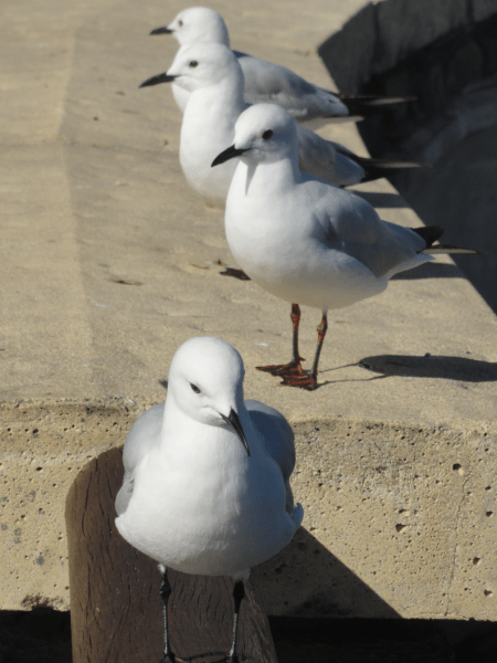 black billed gull 1