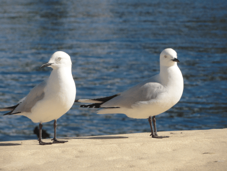 black billed gull 2