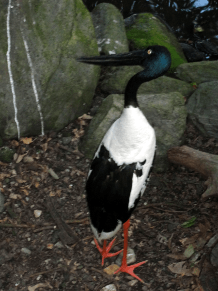 black necked stork 1