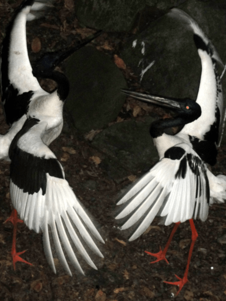 black necked stork 2