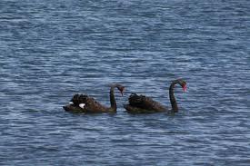 black swan 1