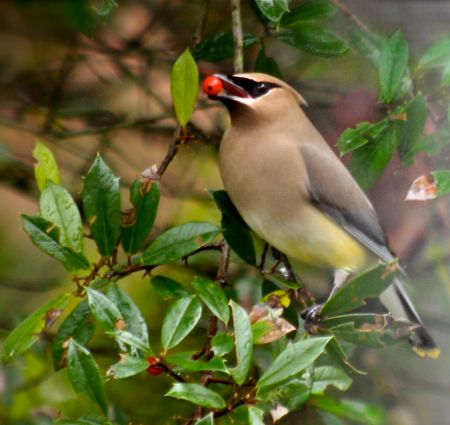 cedar-waxwing3