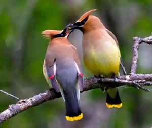 Cedar Waxwings