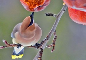 Cedar_Waxwing_2_E_8277
