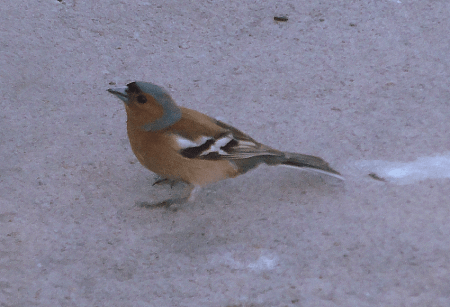 chaffinch 1