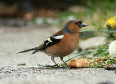 chaffinch 2