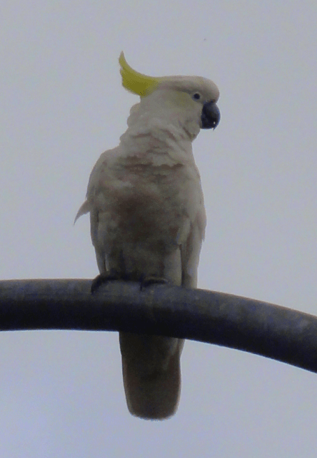 cockatoo 1