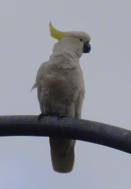 cockatoo 1