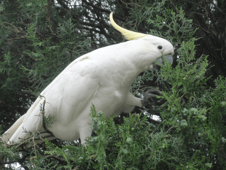 cockatoo 2