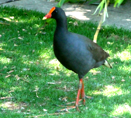 dusky moorhen