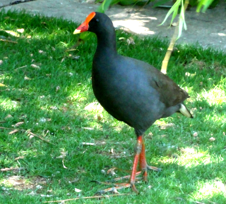 dusky moorhen