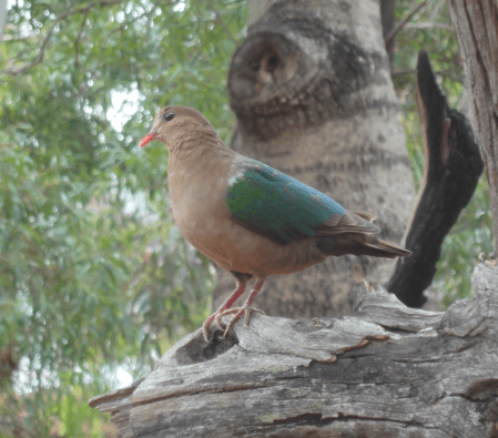 emerald dove