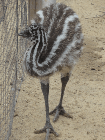 emu 1