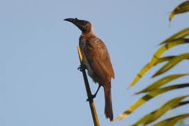 friarbird 1
