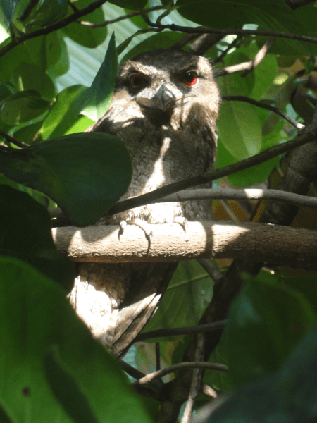 frogmouth 2