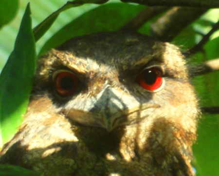 frogmouth
